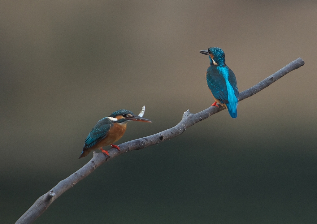 1月2日　令和の初鳥撮りはカワセミから_e0351545_14163144.jpg