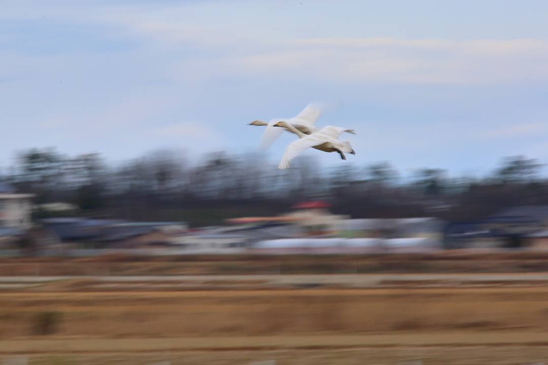 白鳥と飛行機_e0403850_15151569.jpg