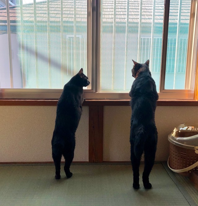 2020年 明けましておめでとうございます!_f0054859_23332747.jpeg