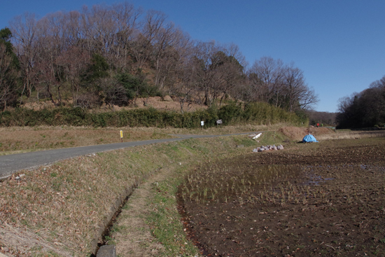 年越しのアカネ_e0167571_17441542.jpg