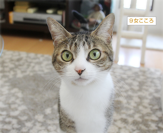 お節と猫たち_a0389088_17432997.jpg