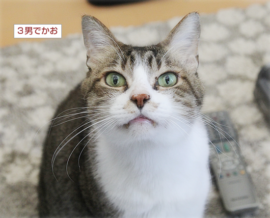 お節と猫たち_a0389088_17433034.jpg