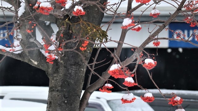 青森駅は還暦を迎えました。そして、大改装中です。青い森鉄道と雪景色、雪の中を激走する貨物列車とモーリーくん_d0181492_23445365.jpg