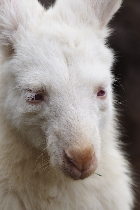 詣より動物園_b0016600_0854.jpg