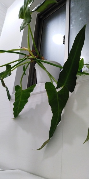 本日３本目～我が家の観葉植物さん～_b0080718_18591223.jpg