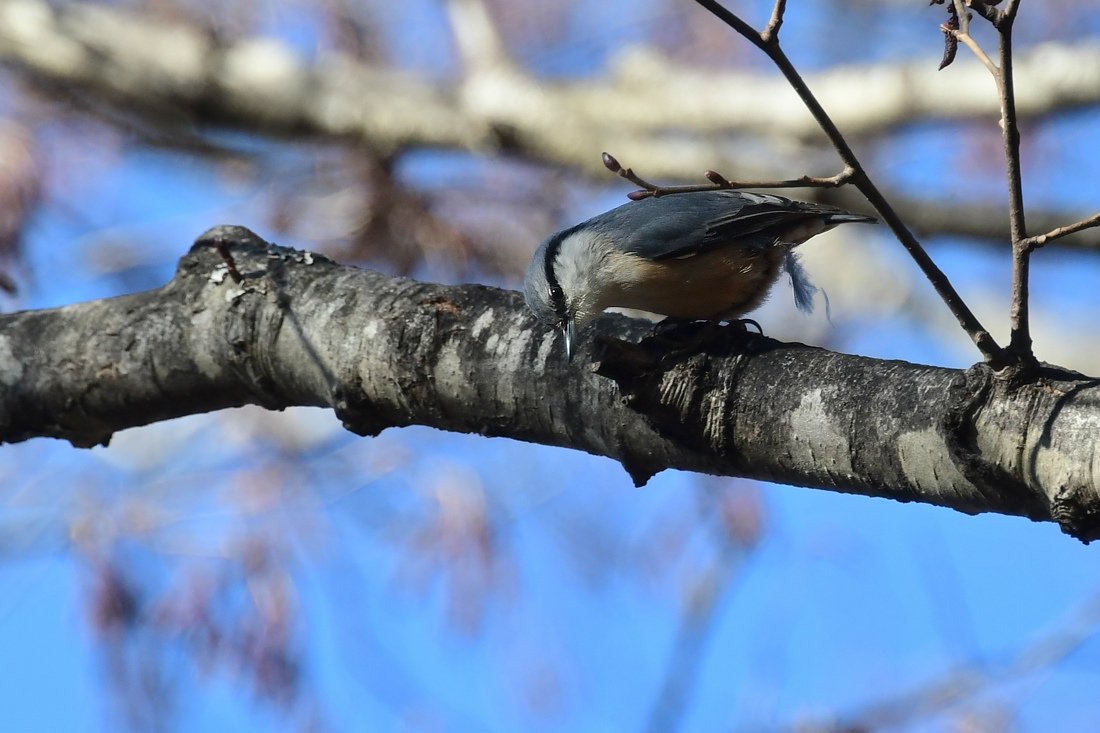 ゴジュウカラ 新 鳥さんと遊ぼう