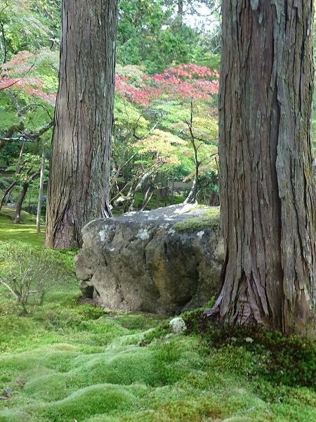 京都の秋2019（5） - 嵐山エリア散策　その２　西芳寺_b0399943_22552695.jpg