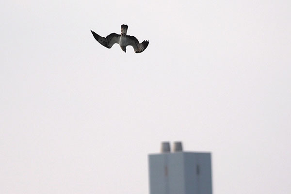 今年の初撮りは野鳥でした_e0022047_23002464.jpg