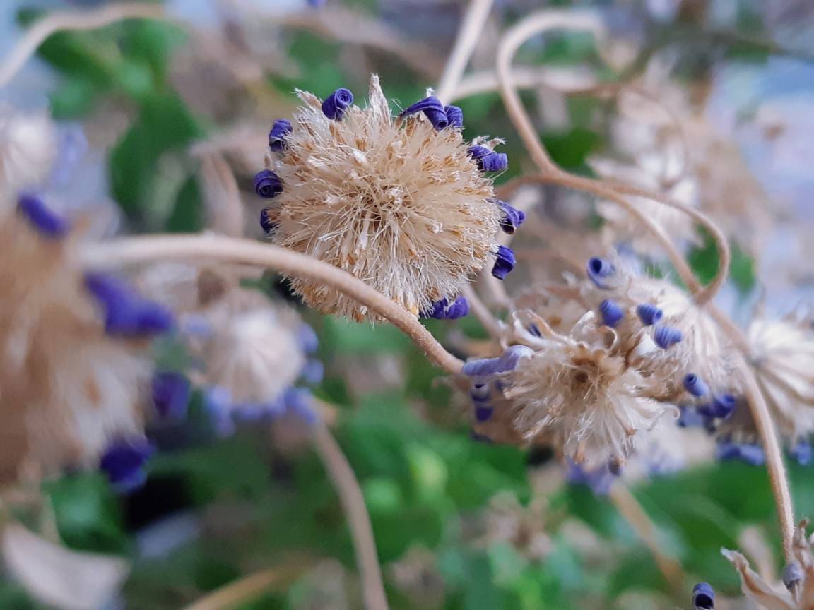 ブルーデージーの綿毛 花暮らしの記