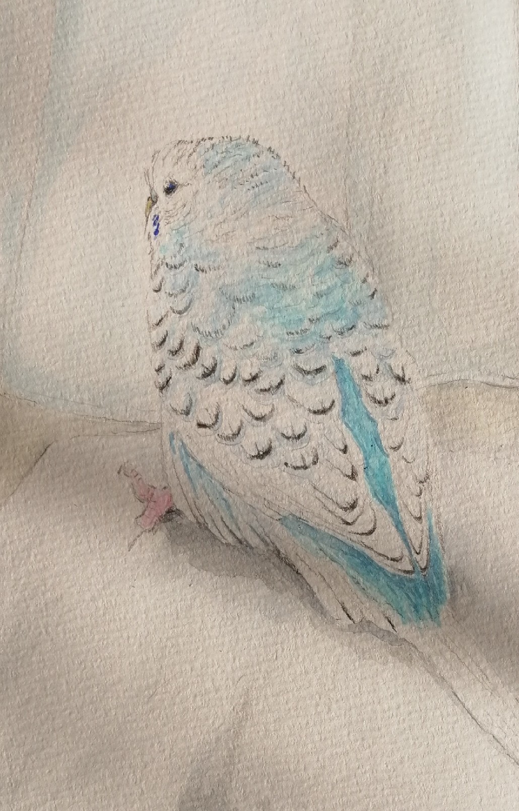 カーテン越しにたたずむ羽切りされたインコ 水色堂 Blue Yellow Budgie カーテン越しにたたずむ羽切りされたインコ 水色堂 Blue Yellow Budgie
