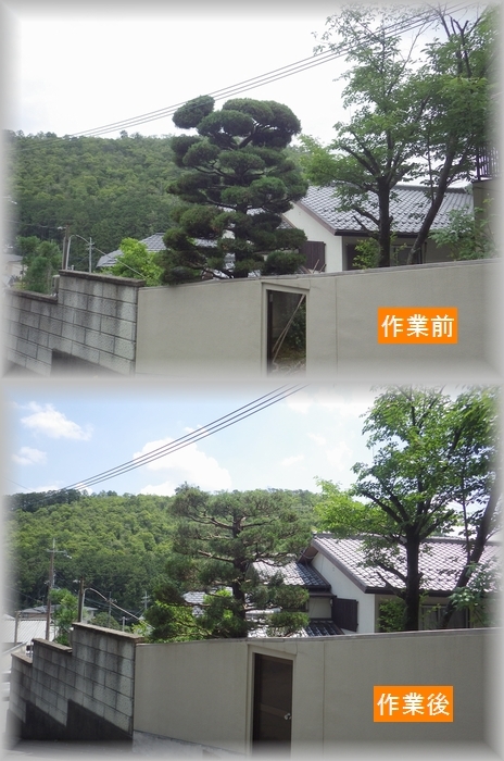 カイヅカイブキの透かし 京都市庭木剪定 庭 佳niwaka 庭木1本からの植木屋