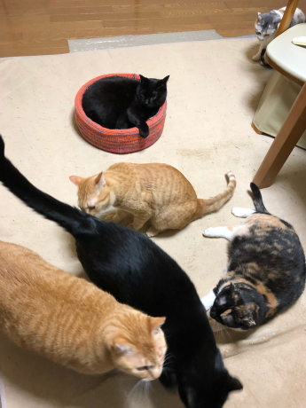 猫コドモたちの寝正月_e0355177_15091381.jpg