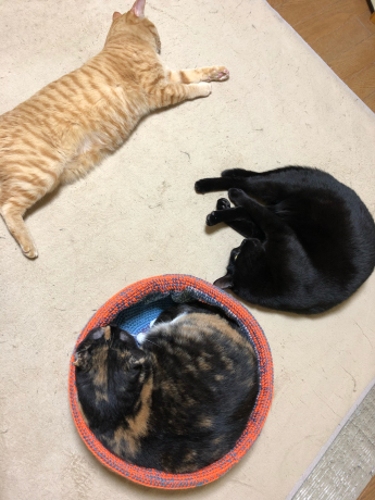 猫コドモたちの寝正月_e0355177_15091635.jpg
