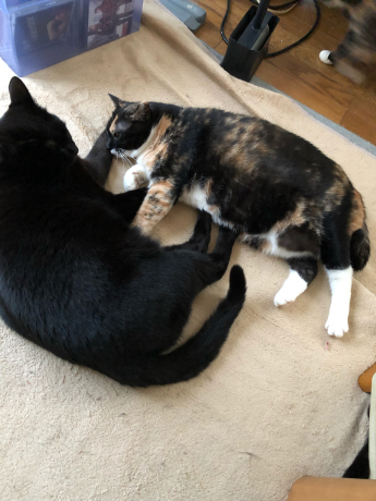 猫コドモたちの寝正月_e0355177_15095040.jpg