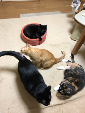 猫コドモたちの寝正月_e0355177_15130313.jpg