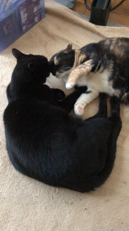 猫コドモたちの寝正月_e0355177_15130571.jpg