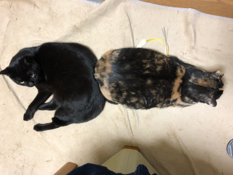 猫コドモたちの寝正月_e0355177_15133923.jpg