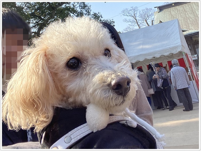 今日はみんなで三社詣での2つを、さくらはおニューの晴れ着で春日神社にお詣りしてきました\(>∀<)/_b0175688_19565511.jpg