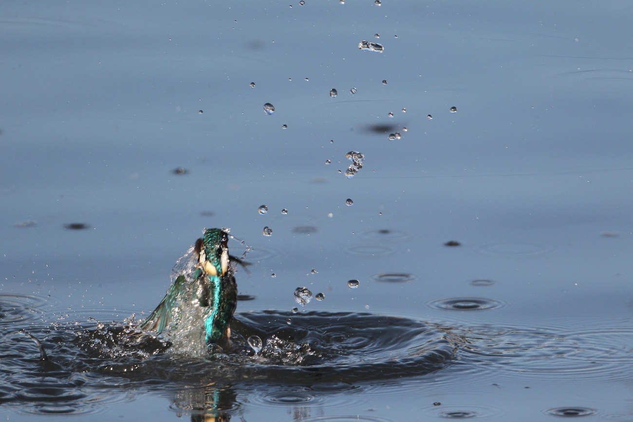 今日のカワセミ　Focus over 1000mm（＾＾；_e0397090_16014910.jpg