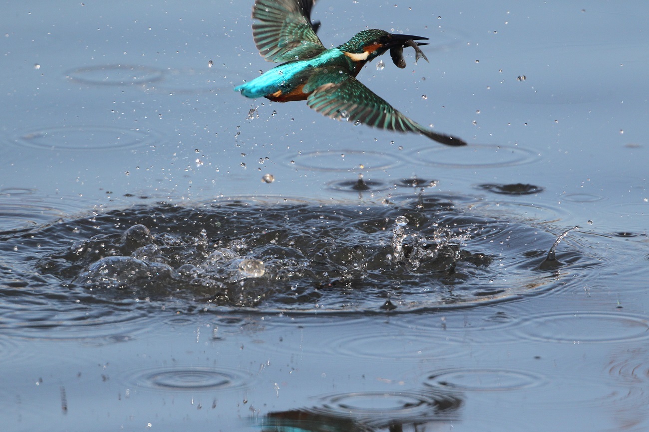 今日のカワセミ　Focus over 1000mm（＾＾；_e0397090_16023378.jpg