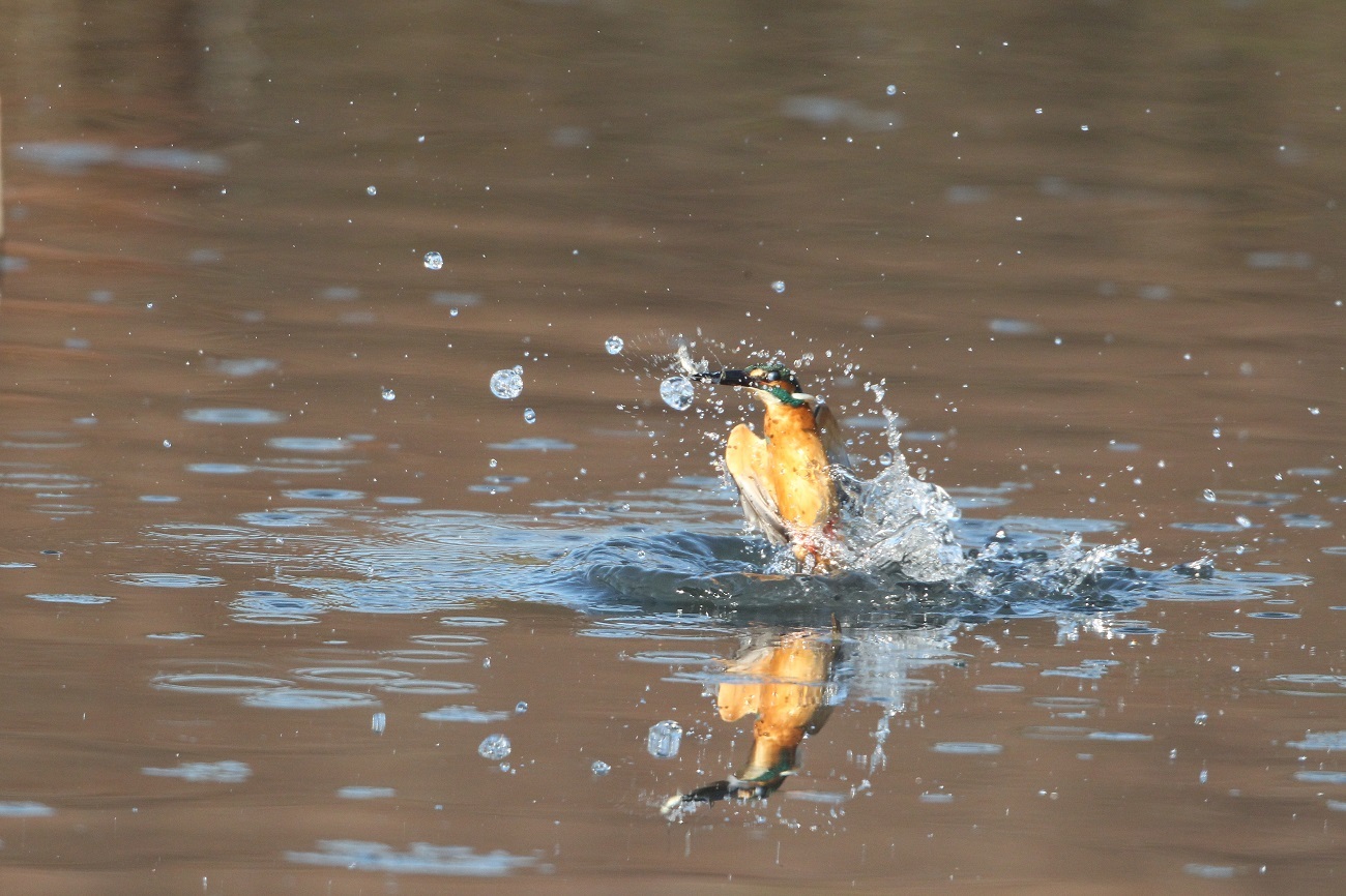 今日のカワセミ　Focus over 1000mm（＾＾；_e0397090_16045225.jpg