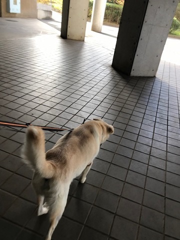 こぐまくんとの6日間_f0242002_17493886.jpg