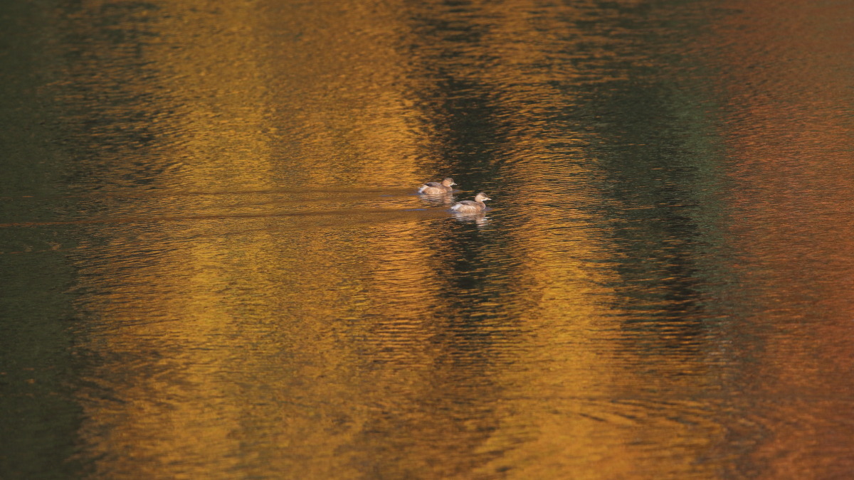 カイツブリ　黄金色の映り込み_f0369315_10325487.jpg