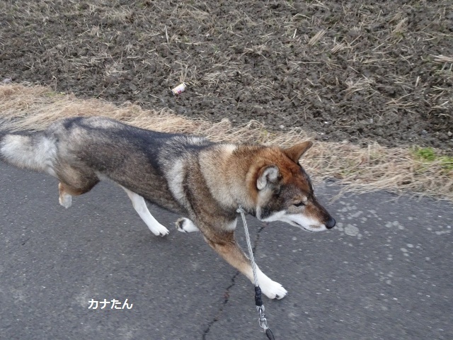 カナたんのお正月_f0143123_20191957.jpg