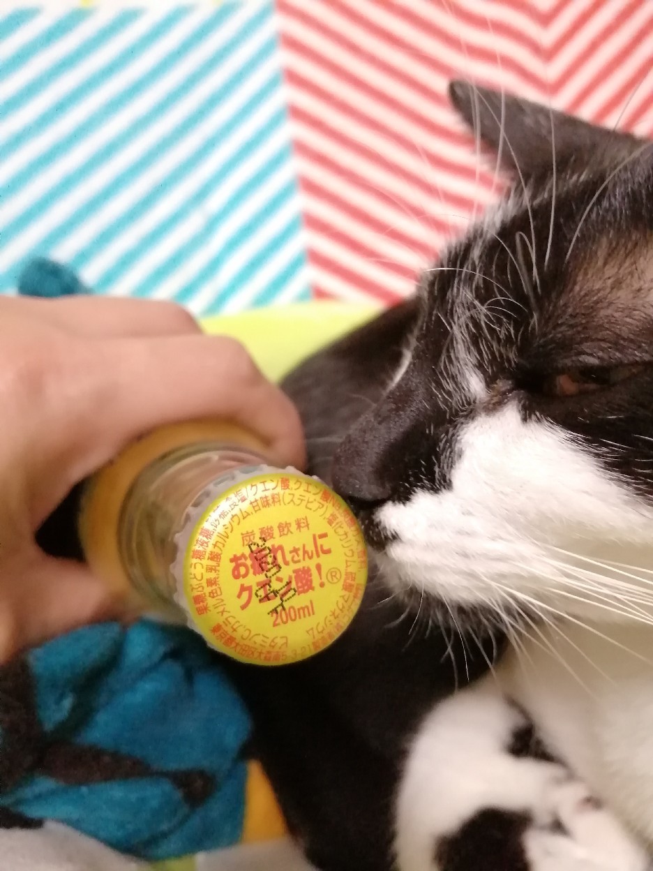 コダマの お疲れさんにクエン酸 を買ってみたの 三毛猫酒場で朝から酎ハイ コダマの お疲れさんにクエン酸 を買ってみたの 三毛猫酒場で朝から酎ハイ