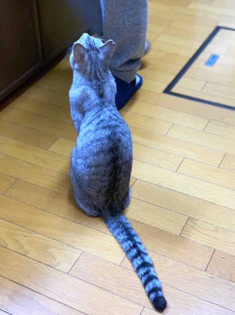 カルパッチョが化けた。_d0355333_22015242.jpg