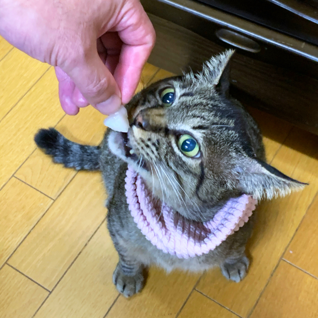 カルパッチョが化けた。_d0355333_22054212.jpg