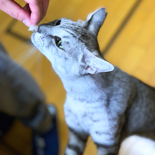 カルパッチョが化けた。_d0355333_22520513.jpg