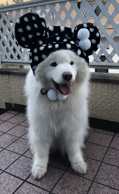 2019年から2020年へ_f0128542_01181428.jpg