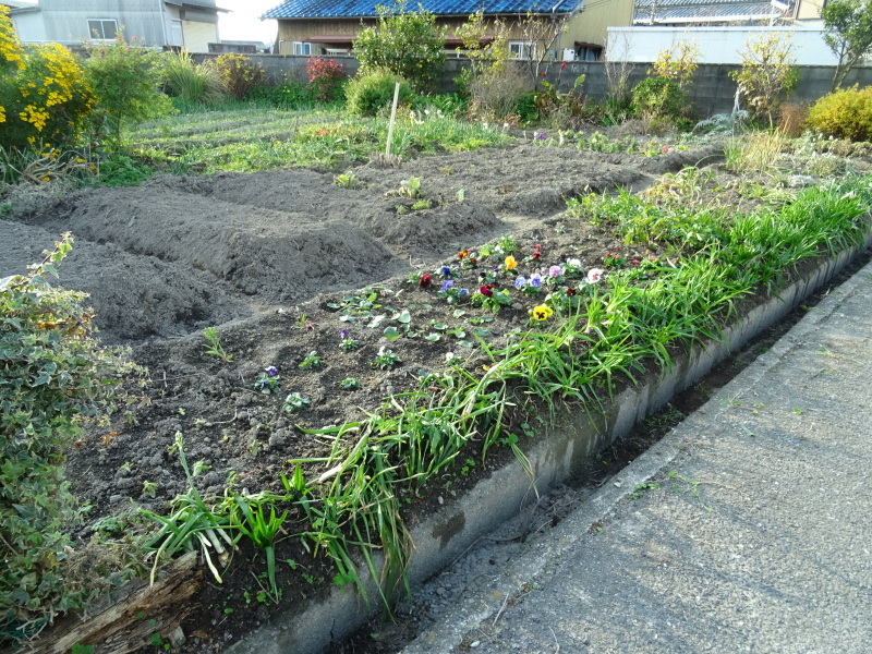 我が家の花壇作業初め_c0108460_16401461.jpg