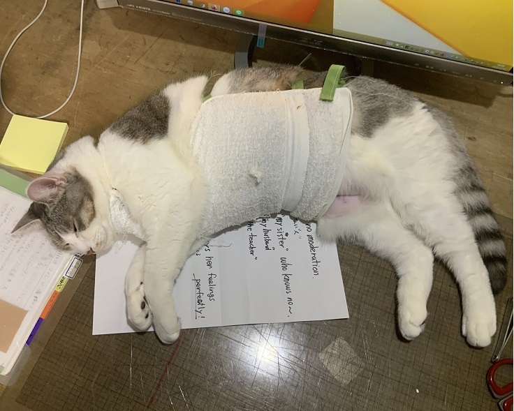 軟体動物にエリザベスカラー_b0019674_00402938.jpg