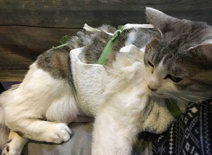 むふ子さん、腹掛け進化形_b0019674_22474242.jpg
