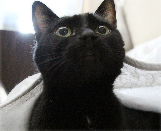 猫の看病_a0389088_18133763.jpg