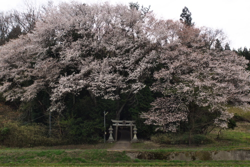 都祁 南之庄 2018_c0043403_13111243.jpg