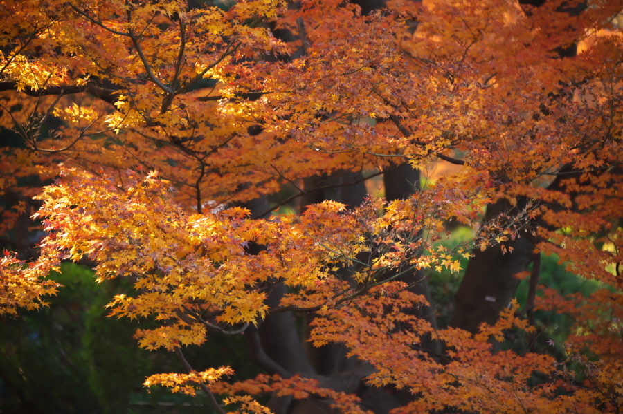 新宿御苑の紅葉2_a0263109_10545266.jpg