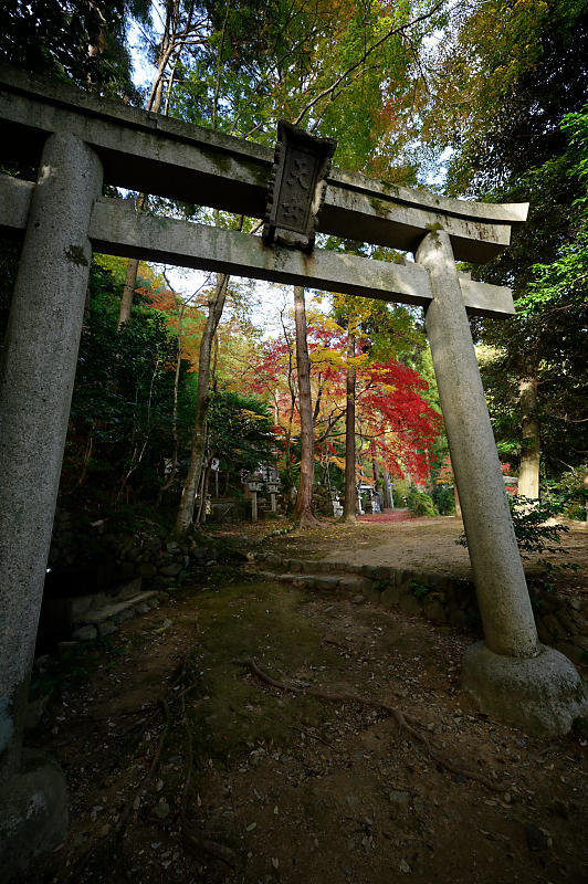 2019京都の紅葉・嵯峨野　護法堂弁財天_f0032011_08473173.jpg