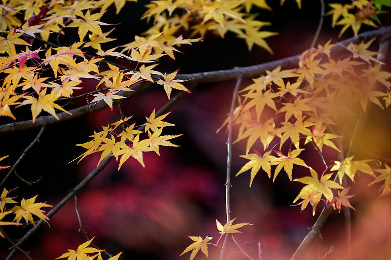 2019京都の紅葉・嵯峨野　護法堂弁財天_f0032011_08473252.jpg