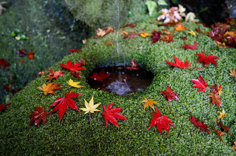 2019京都の紅葉・嵯峨野　護法堂弁財天_f0032011_08543684.jpg