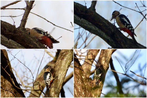 キツツキの仲間 アカゲラ アオゲラ コゲラ 赤啄木鳥 青啄木鳥 小啄木鳥 世話要らずの庭