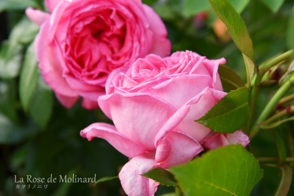 強く香りの良い薔薇 カヲリノニワ 強く香りの良い薔薇 カヲリノニワ