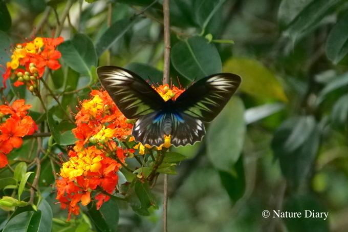 マレーシアの散歩道（1）：アカエリトリバネアゲハ : NATURE DIARY