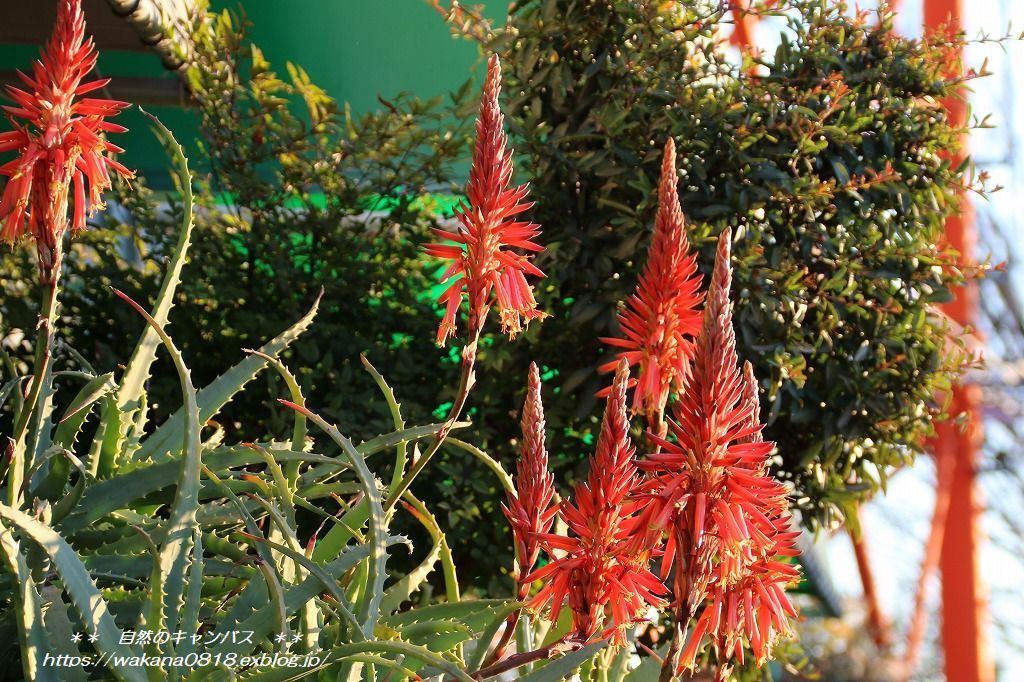 アロエの花が見事に咲いていた 自然のキャンバス