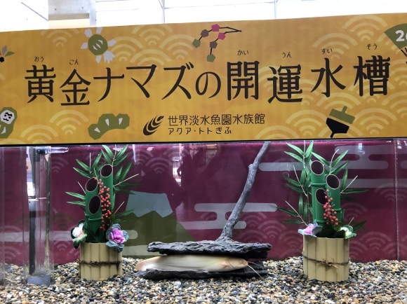 金ナマズ_f0290135_15221430.jpeg