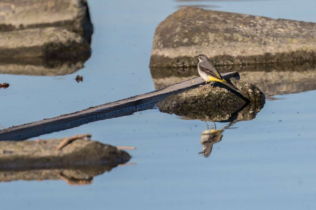 ヒメアマツバメ・キセキレイ・モズ_f0044056_14360537.jpg