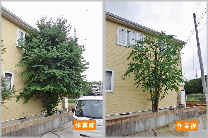 雑木林風のお庭 京都市庭木剪定 庭 佳niwaka 庭木1本からの植木屋 雑木林風のお庭 京都市庭木剪定 庭 佳niwaka 庭木1本からの植木屋