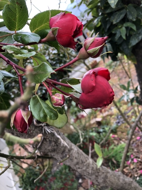 日常が戻って_a0394574_16142443.jpeg